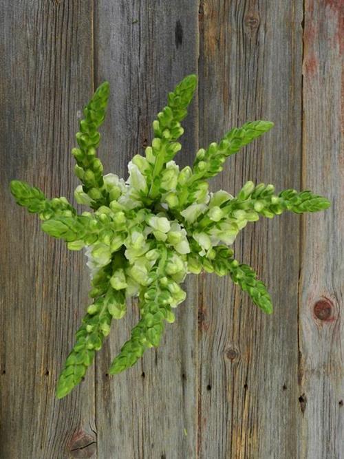 WHITE SNAPDRAGONS